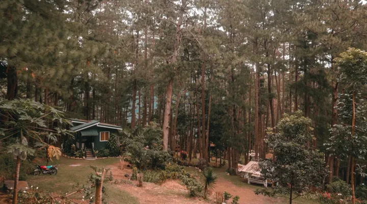 Bucari Pine Forest