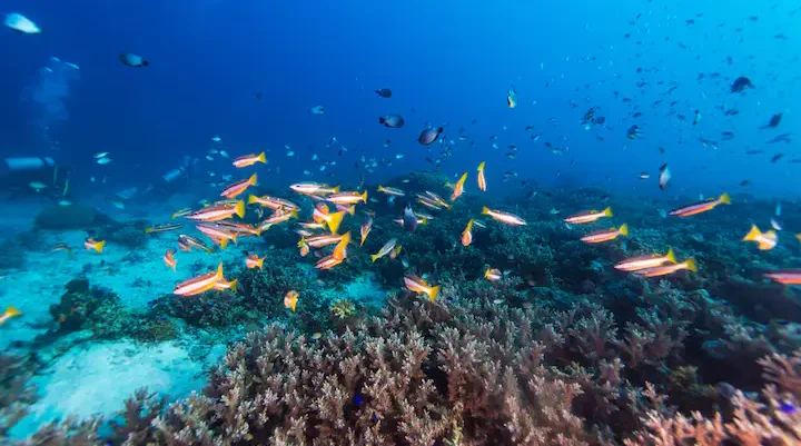 Sagay Marine Reserve