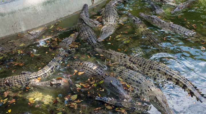 Davao Crocodile Park (13) Crocodile Park
