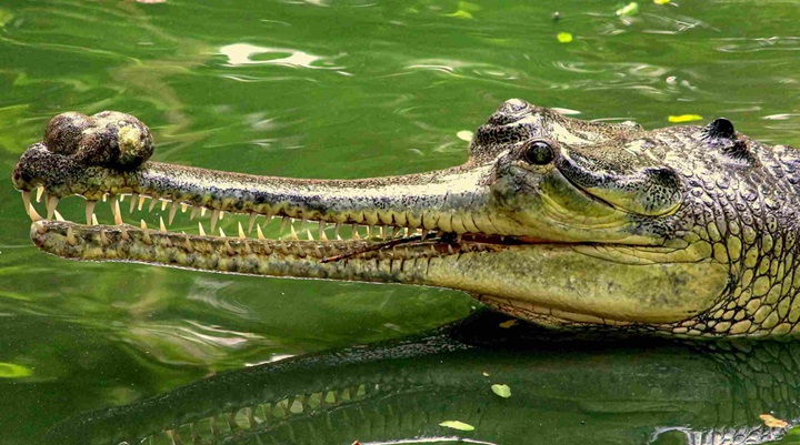 Davao Crocodile Park (14) Crocodile Park