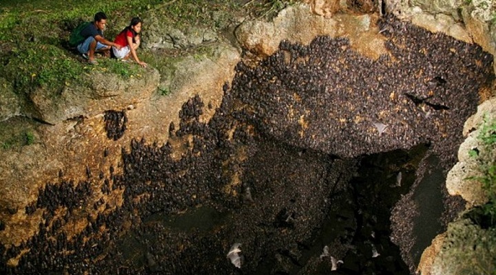 Monfort 3 Monfort Bat Sanctuary