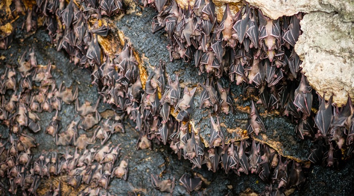 Monfort Bat Sanctuary (3) Monfort Bat Sanctuary