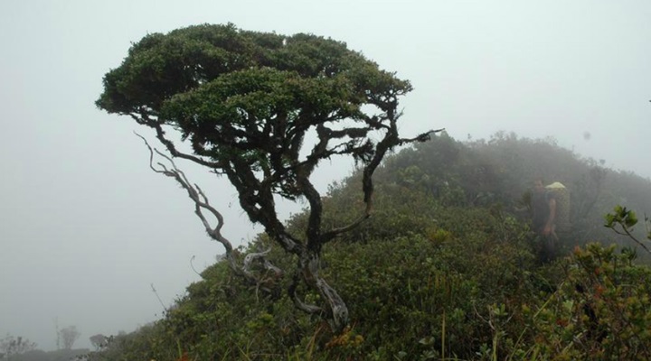 Mount Hamiguitan Range Wildlife Sanctuary