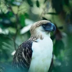 How the Philippine Eagle Center is Saving the King of the Skies
