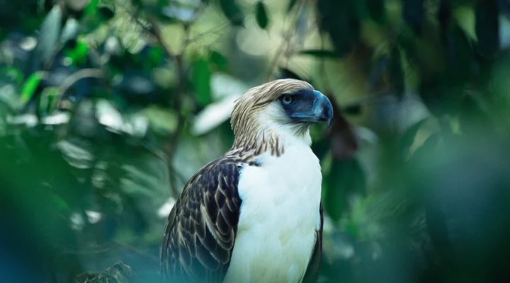 How the Philippine Eagle Center is Saving the King of the Skies