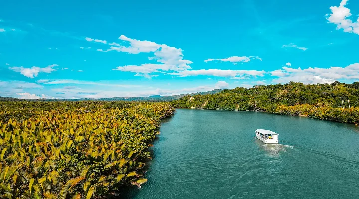 Aerial view of the Loboc River through the palm forest, Bohol