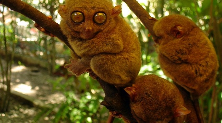 Philippine Tarsier Sanctuary
