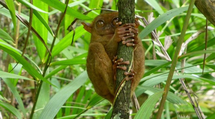 Philippine Tarsier Sanctuary