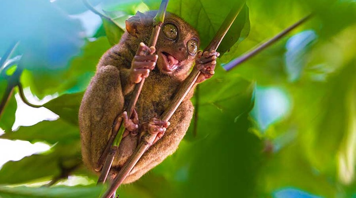 Philippine Tarsier Sanctuary