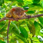 A Visitor's Guide to the Philippine Tarsier Sanctuary
