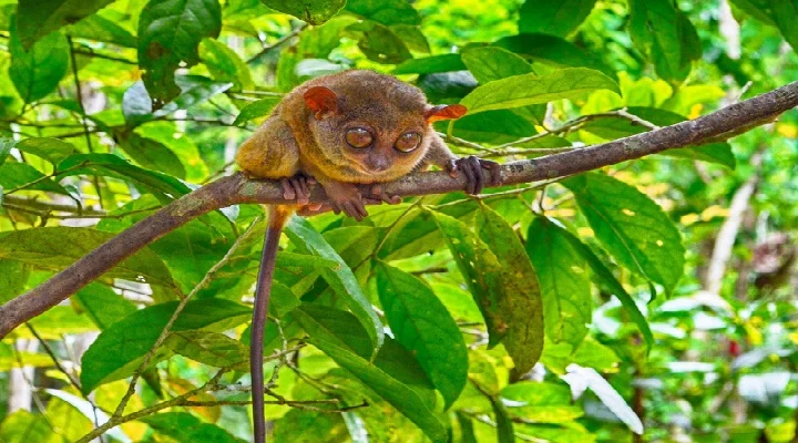 A Visitor's Guide to the Philippine Tarsier Sanctuary
