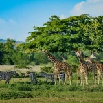 Calauit Island National Park Itinerary and Essentials