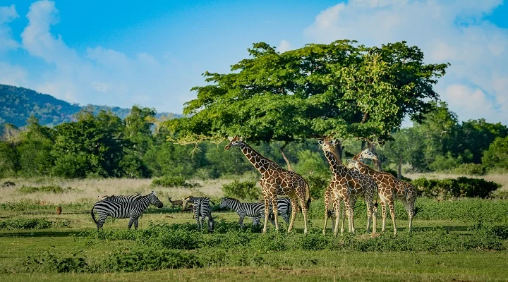 Calauit Island National Park Itinerary and Essentials