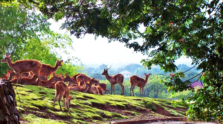 Baluarte Resort and Mini Zoo