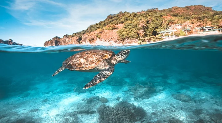 Sea turtle swimming below a rocky island shore