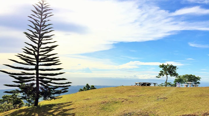 Pine tree on the grassy hilltop at Puncak Tanawan