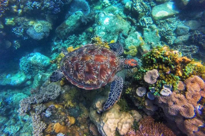 Sea turtle among the coral at Apo Island