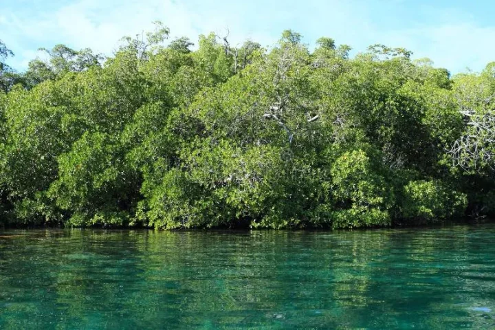Talabong Mangrove Park