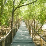 Walking Through the Tranquil Trails of Bakhawan Eco Park