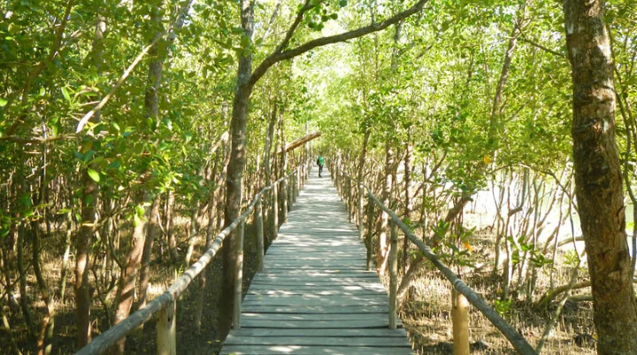 Walking Through the Tranquil Trails of Bakhawan Eco Park