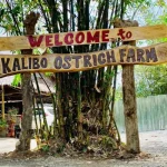 Discover the Fun and Wonder of Kalibo Ostrich Paradise