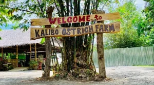 Discover the Fun and Wonder of Kalibo Ostrich Paradise