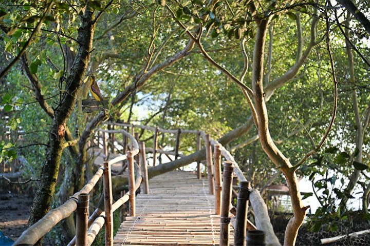 Pagatpat Mangrove Park (2) Pagatpat Mangrove Park