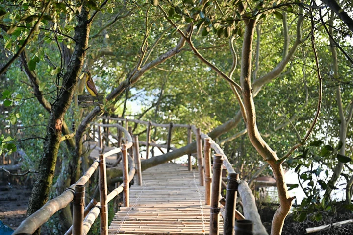 Pagatpat Mangrove Park