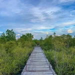 Walk Among the Mangroves at Pagatpat Mangrove Park