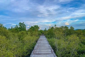 Walk Among the Mangroves at Pagatpat Mangrove Park