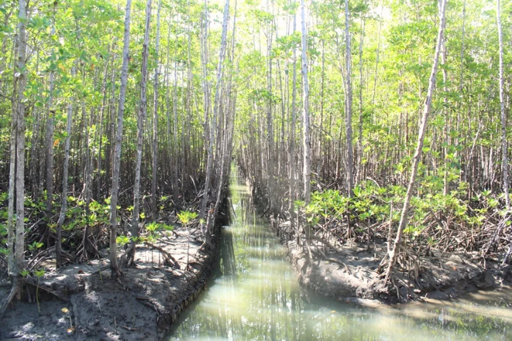 Pagatpat Mangrove Park