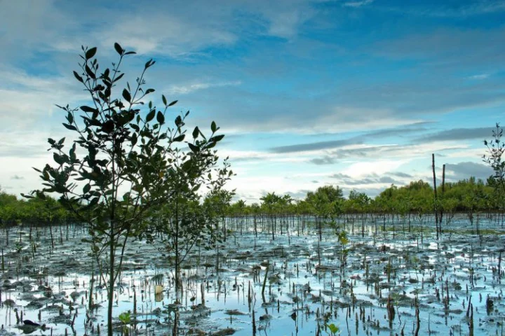 Pagatpat Mangrove Park