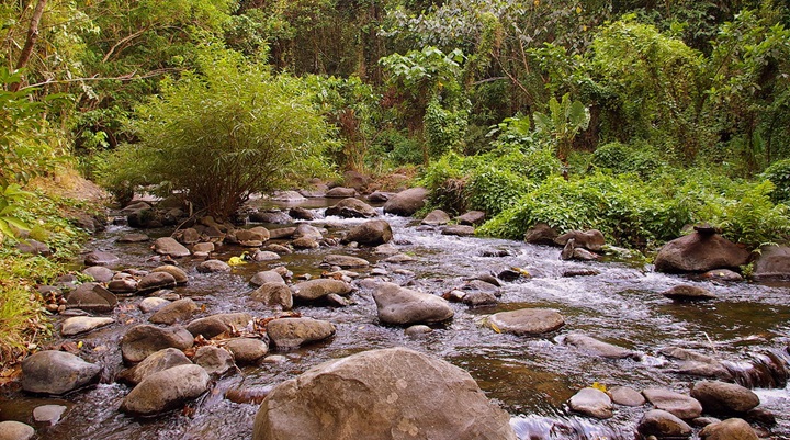 Pamulaklakin Forest Trail
