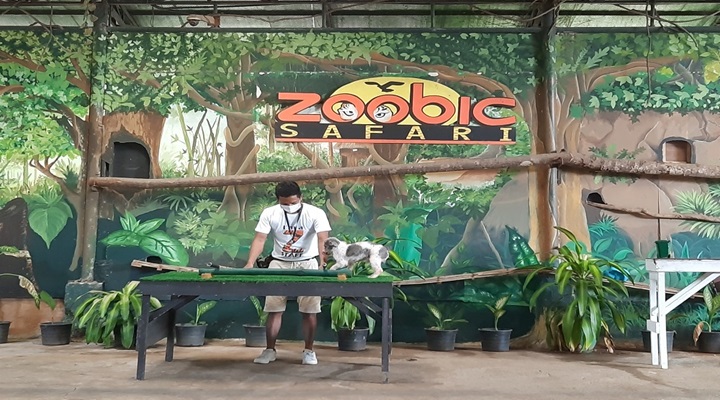 Zoobic Safari